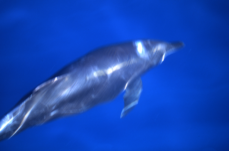 DIVING;dolphins;blue water;la paz;mexico;dolphin;F749_Factor 026C